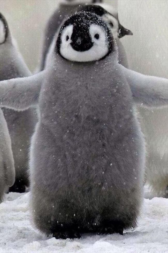 ペンギン